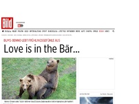 Bild zum Artikel: Frühlingsgefühle - Love is in the Bär...
