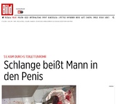 Bild zum Artikel: Horror in Thailand - Klo-Schlange beißt Mann in den Penis