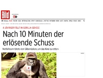Bild zum Artikel: Kind in Gorilla-Gehege - Nach 10 Minuten der erlösende Schuss