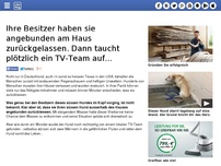 Bild zum Artikel: Ihre Besitzer haben sie angebunden am Haus zurückgelassen. Dann taucht plötzlich ein TV-Team auf...