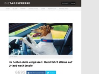 Bild zum Artikel: Im heißen Auto vergessen: Hund fährt alleine auf Urlaub nach Jesolo