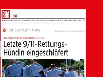 Bild zum Artikel: Verschüttete gesucht - Letzte 9/11-Rettungs- Hündin eingeschläfert