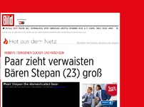 Bild zum Artikel: Hobbys: Fernsehen gucken und Fußball - Paar zieht verwaisten Bären Stepan (23) groß