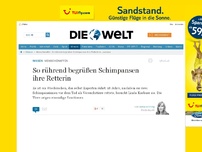 Bild zum Artikel: Menschenaffen: So rührend begrüßen Schimpansen ihre Retterin