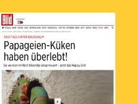 Bild zum Artikel: Zwei Tage hinter Bauschaum - Papageien-Küken haben überlebt!