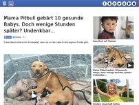 Bild zum Artikel: Mama Pitbull gebärt 10 gesunde Babys. Doch wenige Stunden später? Undenkbar...