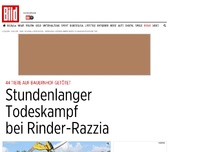 Bild zum Artikel: Rinder-Razzia - So grausam starben die Tiere