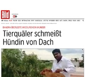 Bild zum Artikel: Bhadra schwer verletzt - Tierquäler schmeißt Hündin von Dach