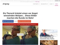 Bild zum Artikel: Ein Tierarzt tröstet einen vor Angst winselnden Welpen... Diese Bilder machen die Runde im Netz!