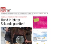 Bild zum Artikel: Bei brütender Hitze im Auto - Hund in letzter Sekunde gerettet!