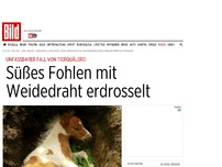 Bild zum Artikel: Unfassbare Tierquälerei - Süßes Fohlen mit Weidedraht erdrosselt