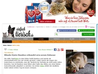 Bild zum Artikel: Blinder Kater Bamboo erkundet sein neues Zuhause