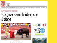 Bild zum Artikel: Kampfsaison hat begonnen - So grausam leiden die Stiere