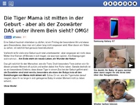 Bild zum Artikel: Die Tiger Mama ist mitten in der Geburt - aber als der Zoowärter DAS unter ihrem Bein sieht? OMG!