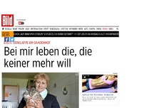 Bild zum Artikel: Tierklappe am Gnadenhof - Bei mir leben die, die keiner mehr will