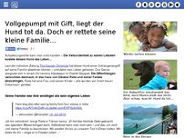 Bild zum Artikel: Vollgepumpt mit Gift, liegt der Hund tot da. Doch er rettete seine kleine Familie...