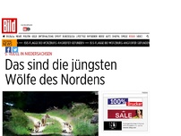 Bild zum Artikel: 9. Rudel in Niedersachsen - Das sind die jüngsten Wölfe des Nordens