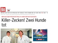 Bild zum Artikel: Hirnhautüberträger - Killer-Zecken – Zwei Hunde tot