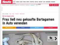 Bild zum Artikel: Weil sie shoppen wollte: Frau ließ neu gekaufte Bartagamen in Auto verenden