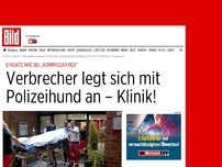 Bild zum Artikel: Wie Kommisar Rex - Verbrecher legt sich mit Polizeihund an