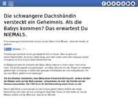 Bild zum Artikel: Die schwangere Dachshündin versteckt ein Geheimnis. Als die Babys kommen? Das erwartest Du NIEMALS.