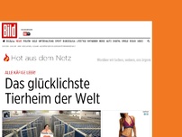 Bild zum Artikel: Alle Käfige leer! - Das glücklichste Tierheim der Welt