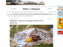 Bild zum Artikel: Giftspinne Ammen-Dornfinger breitet sich in Berlin aus