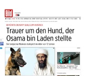 Bild zum Artikel: „Cairo“ starb mit 12 - Trauer um den Hund, der Osama bin Laden stellte