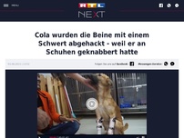 Bild zum Artikel: Cola wurden die Beine mit einem Schwert abgehackt - weil er an Schuhen geknabbert hatte