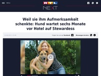 Bild zum Artikel: Weil sie ihm Aufmerksamkeit schenkte: Hund wartet sechs Monate vor Hotel auf Stewardess