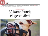 Bild zum Artikel: Auf Behörden-Anordnung - 69 Kampfhunde eingeschläfert