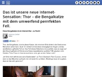 Bild zum Artikel: Das ist unsere neue Internet-Sensation: Thor – die Bengalkatze mit dem umwerfend perrrfekten Fell.