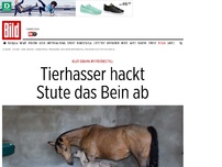 Bild zum Artikel: Blut-Drama im Pferdestall - Tierhasser hackt Stute das Bein ab