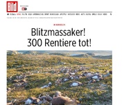 Bild zum Artikel: In Norwegen - Blitzmassaker! 300 Rentiere tot!
