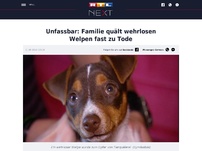 Bild zum Artikel: Unfassbar: Familie quält wehrlosen Welpen fast zu Tode