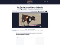 Bild zum Artikel: Das Tier hat keine Chance: Baby-Stier wird grausam in Arena massakriert