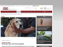 Bild zum Artikel: Erdbeben in Italien: Hund nach über einer Woche gerettet