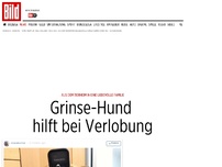 Bild zum Artikel: Meaty aus Tierheim geholt - Grinse-Hund  ​hilft bei Verlobung