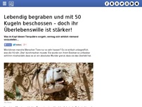 Bild zum Artikel: Lebendig begraben und mit 50 Kugeln beschossen – doch ihr Überlebenswille ist stärker!