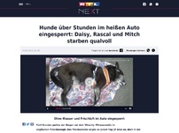 Bild zum Artikel: Hunde über Stunden im heißen Auto eingesperrt: Daisy, Rascal und Mitch starben qualvoll