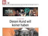 Bild zum Artikel: Seit 6 Jahren im Tierheim - Diesen Hund will keiner haben