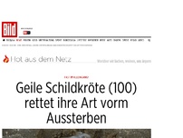 Bild zum Artikel: Fast im Alleingang! - Geile Schildkröte (100) rettet ihre Art vorm Aussterben