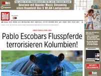 Bild zum Artikel: Kinder rennen um ihr Leben - Pablo Escobars Flusspferde terrorisieren Kolumbien!
