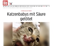 Bild zum Artikel: Giftanschlag auf Tierheim - Katzenbabys mit Säure getötet
