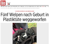 Bild zum Artikel: Schülerin entdeckt Hunde - Fünf Welpen nach Geburt in Plastiktüte weggeworfen
