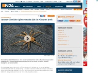 Bild zum Artikel: Kräuseljagdspinne - 
Tarantel-ähnliche Spinne macht sich in München breit