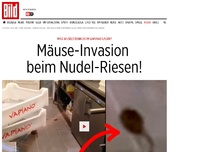 Bild zum Artikel: Was wuselt denn da? - Mäuse-Invasion beim Nudel-Riesen!