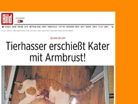 Bild zum Artikel: Zeugen gesucht - Tierhasser erschießt Kater mit Armbrust!