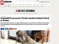 Bild zum Artikel: Tierquälerei: Unglaublich grausam: Kinder tauchen kleinen Hund in Kleber