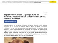 Bild zum Artikel: Täglich wartet dieser 17-jährige Hund im Tierheim. Doch was er am Ende bekommt ist das Paradies auf Erden.